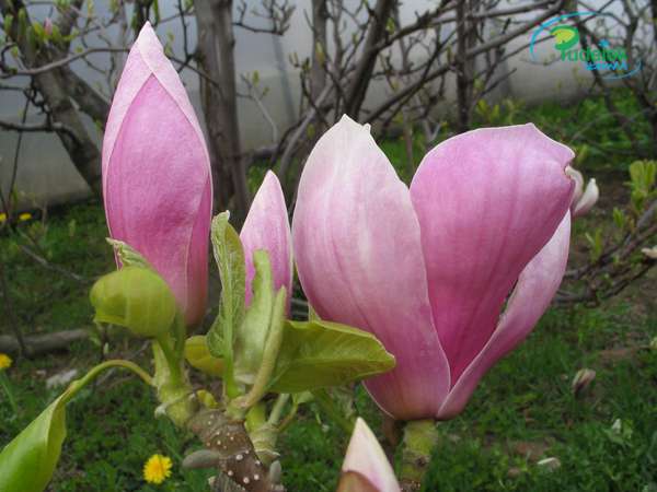 Magnolia Alexandrina